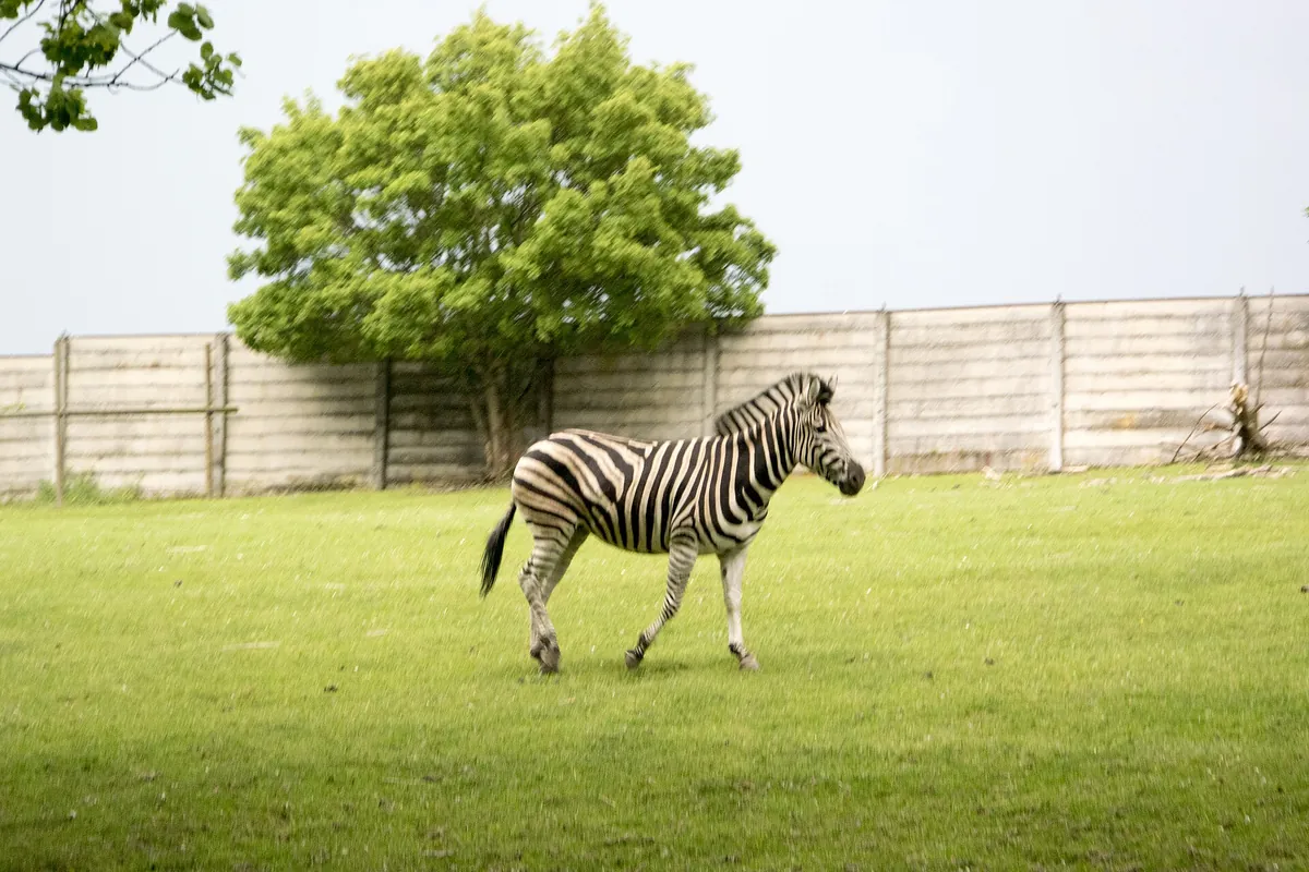 Zebra na výběhu v Safari Parku Dvůr Králové